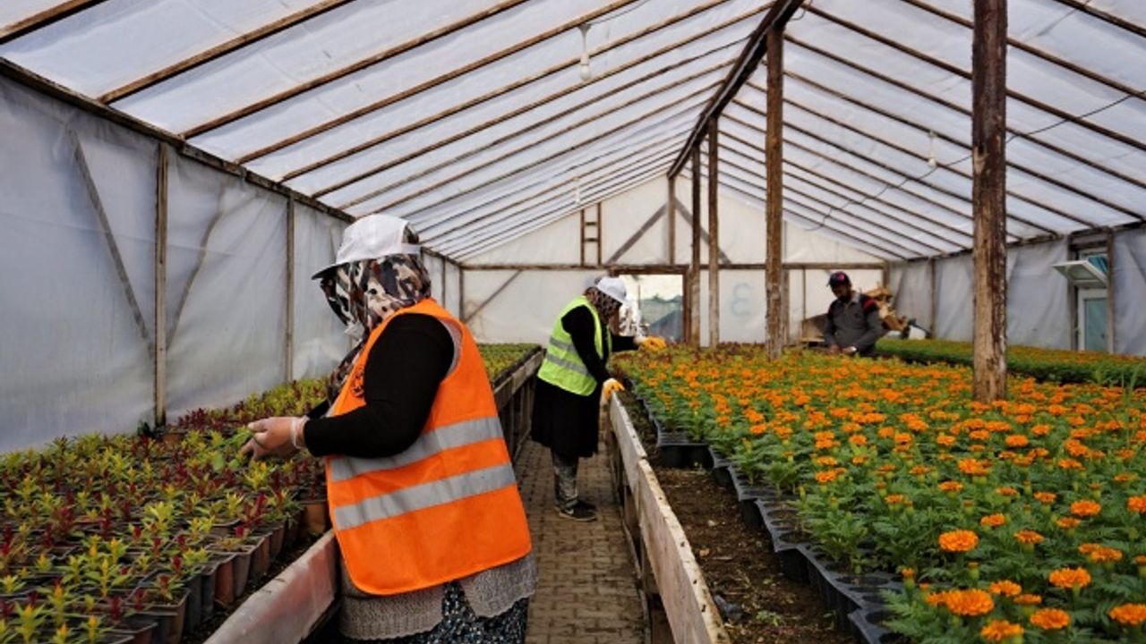 Yazlık Çiçekler Toprakla Buluşmayı Bekliyor