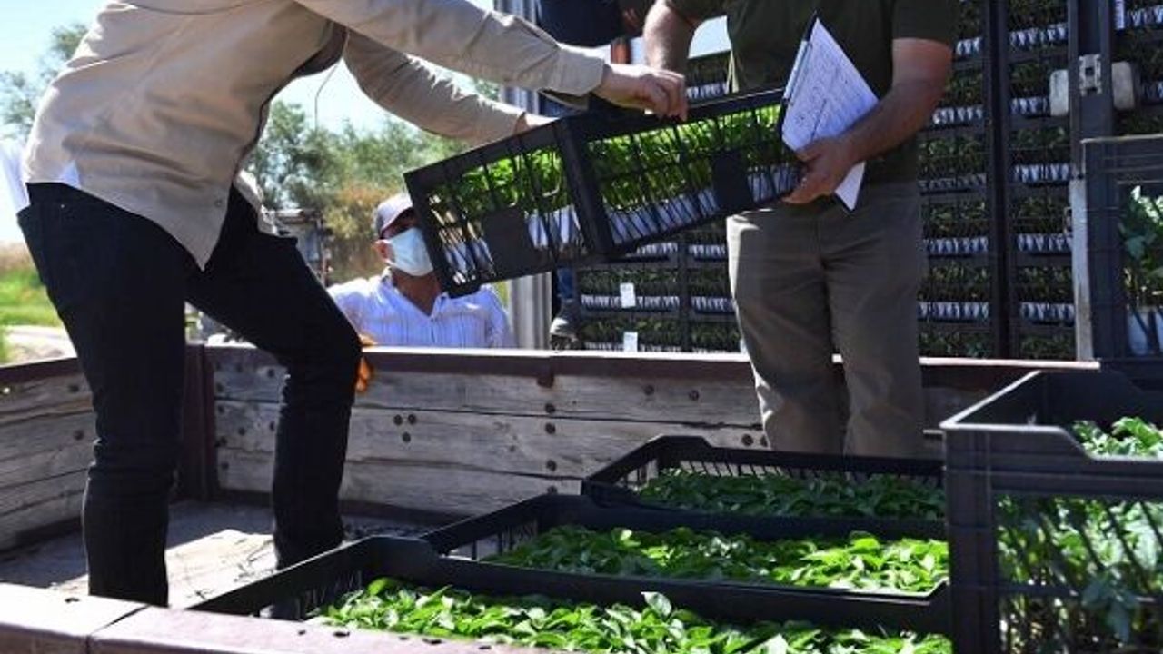 ABB Beypazarılı Üreticilere Sebze Fidesi Dağıttı