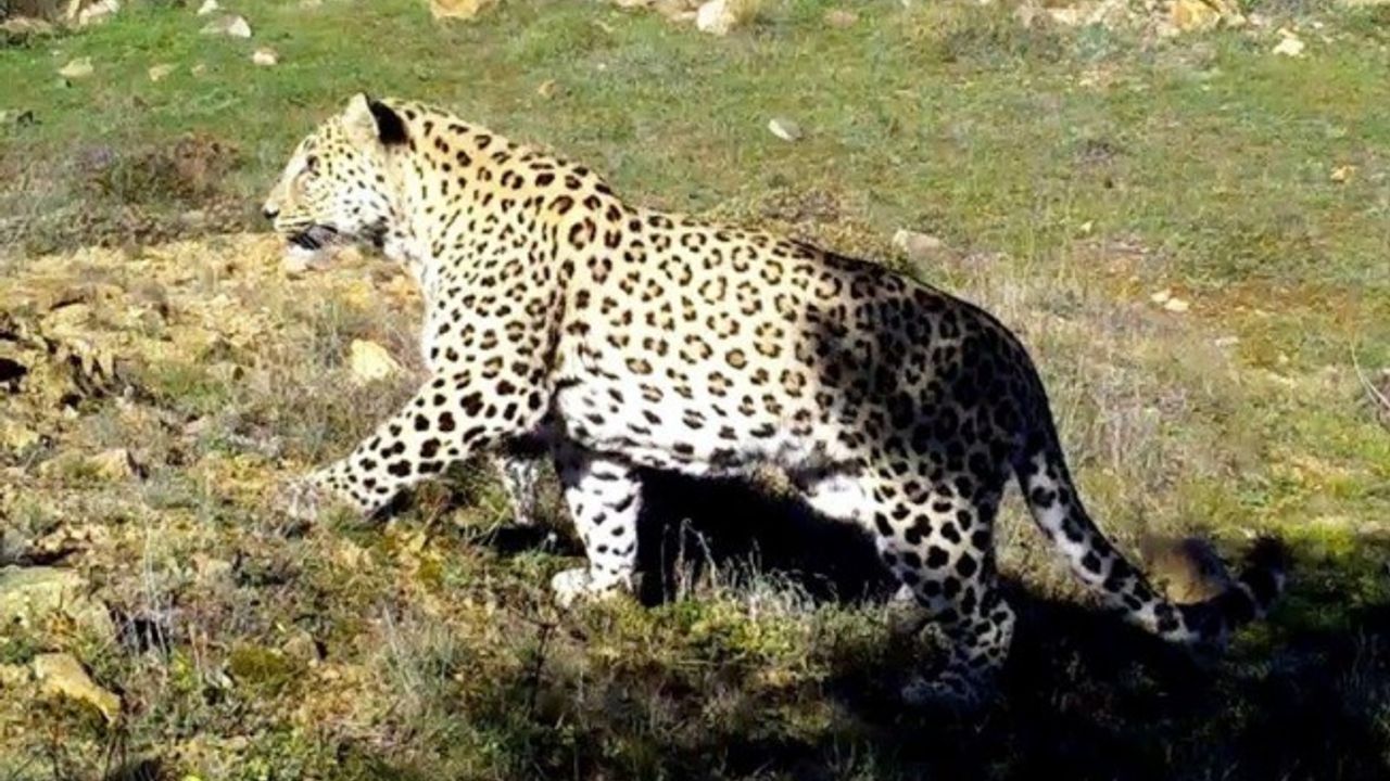 Anadolu Parsı/Leoparı Türkiye'yi Geziyor