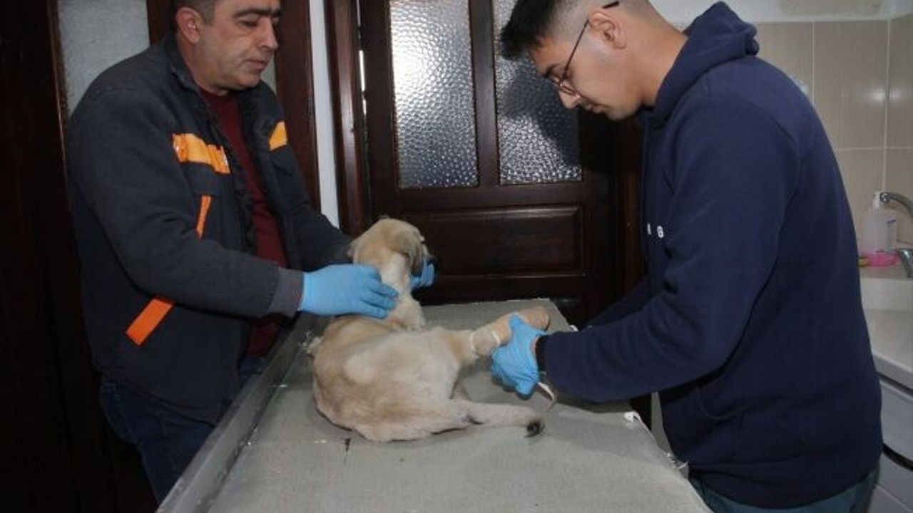 Beypazarı’ndaki Patililerin Sağlık Kontrolleri Yapılıyor