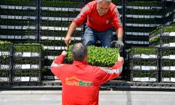 ABB’DEN 8 İLÇEDE ERKENCİ FİDE DESTEĞİ 268 ÇİFTÇİYE TOPLAMDA 624 BİN 120 ADET ERKENCİ SEBZE FİDESİ