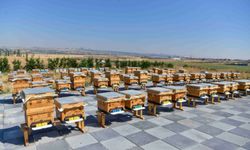 ABB'DEN ARICILIĞA BİLİMSEL DESTEK ATA ÇİFTLİĞİ'NDE 2026 YILININ İLK BAL HASADI