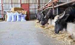 ATA ÇİFTLİĞİ’NDE YAPILAN HASAT KIRSALDAKİ ÜRETİCİYE ULAŞTIRILIYOR
