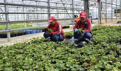 ANFA Beypazarı’nda Üretiyor, Ankara Kazanıyor