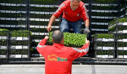 ABB’DEN 8 İLÇEDE ERKENCİ FİDE DESTEĞİ 268 ÇİFTÇİYE TOPLAMDA 624 BİN 120 ADET ERKENCİ SEBZE FİDESİ